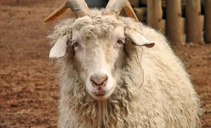 Sanderson, Texas History: Wool, Mohair, and the Rise of a West Texas Town