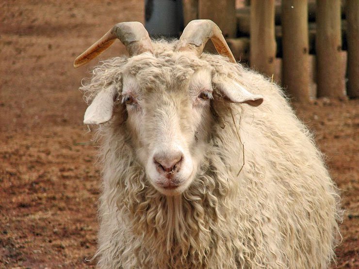 Sanderson, Texas History: Wool, Mohair, and the Rise of a West Texas Town