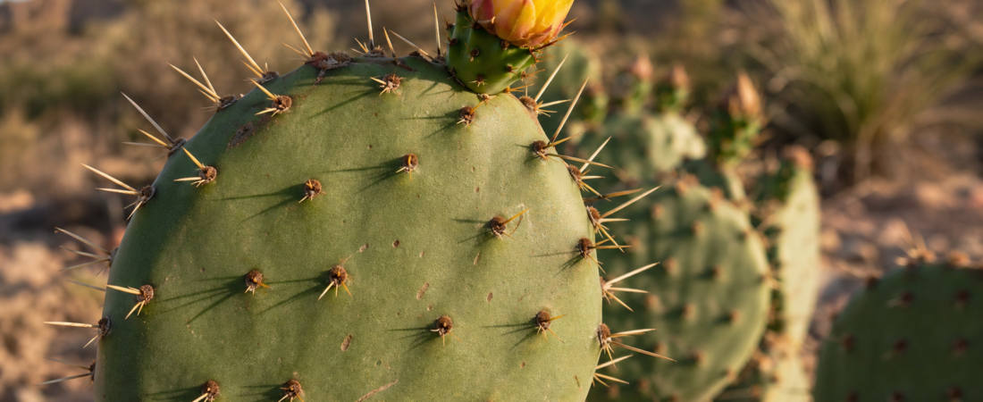 How Sanderson Became the Cactus Capital of Texas