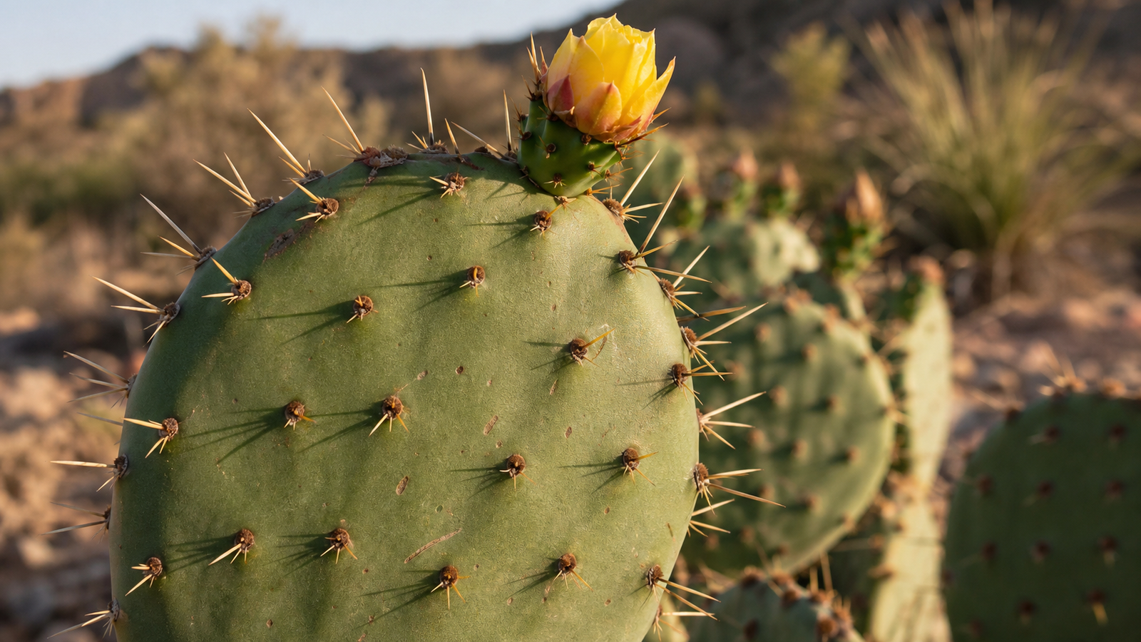How Sanderson Became the Cactus Capital of Texas